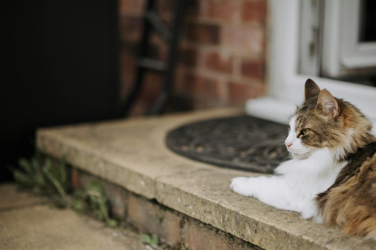 Long-haired tabby cat relaxing on a porch, enjoying a peaceful day outdoors.